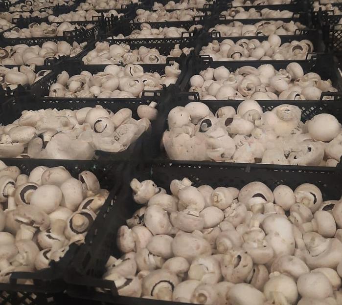 Грибы Шампиньоны свежие Опт Москва и МО фото 2