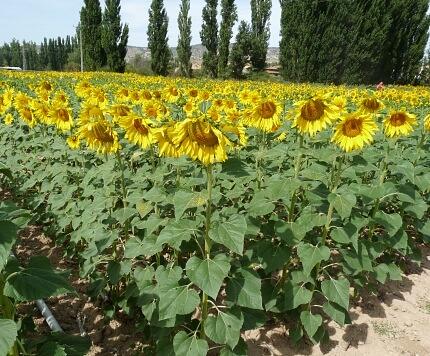 Семена - Подсолнечник ИМИДОР фото 1