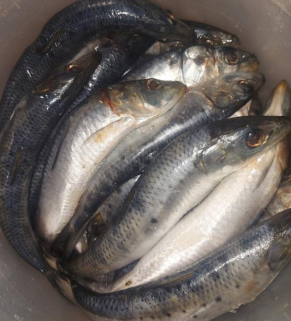 Иваси с/с фото 1