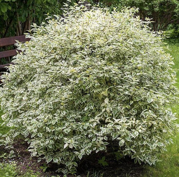 Саженцы кустарника Дерен белый Элегантиссима фото 1