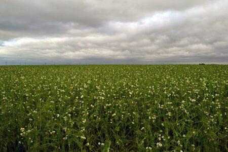 Горох посевной «Софья ЭС» опт фото 1