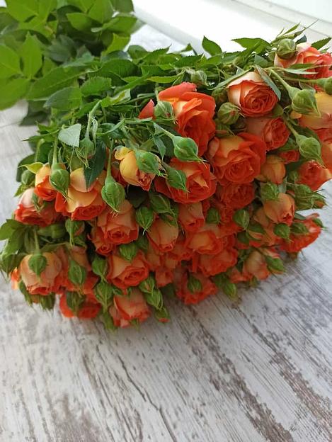 Розы сорта Кинг Бабблс ОПТ фото 2