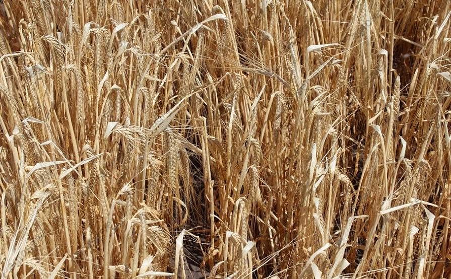 Семена ячменя озимого фото 1