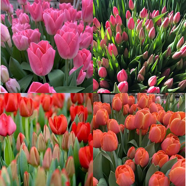 Тюльпаны оптом фото 1