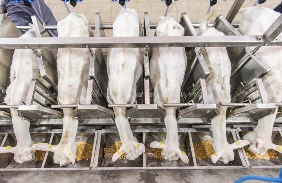 Услуга строительства доильных залов для коз фото 2