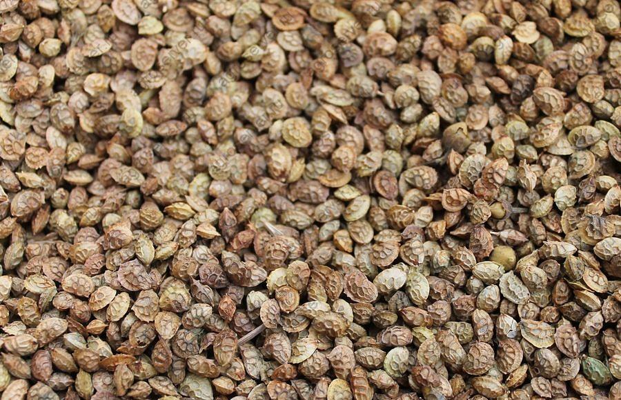 Семена эспарцета «Песчаный 1251» опт фото 1