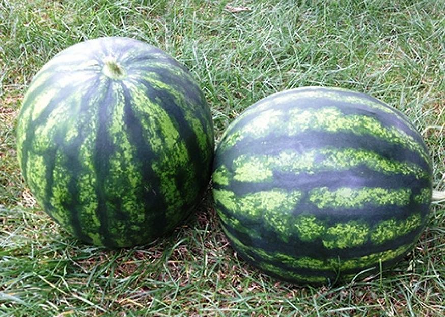 Семена арбуза Syngenta «Бостана» F1 опт фото 1