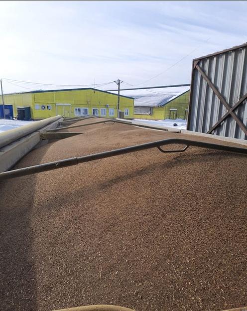 Шрот рапсовый протеин 39-40% фото 1