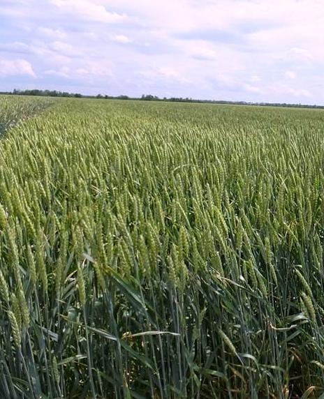 Пшеница мягкая озимая «Паритет» опт фото 1