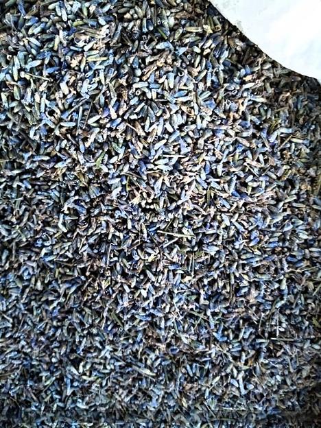 Цветы Лаванды ОПТ фото 1