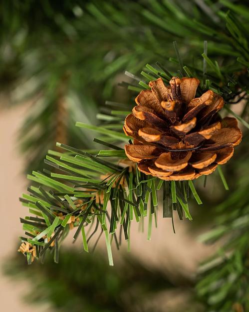 Ель с шишками «Симфония» опт фото 6