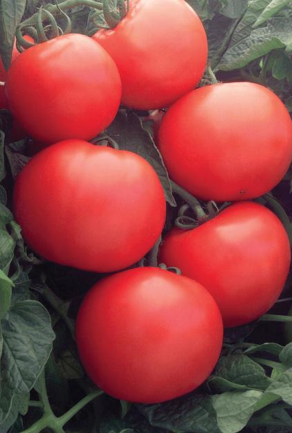 Семена томата детерминантного Seminis «Дебют» F1 опт фото 1