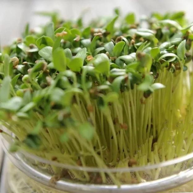 Пажитник целый фото 4