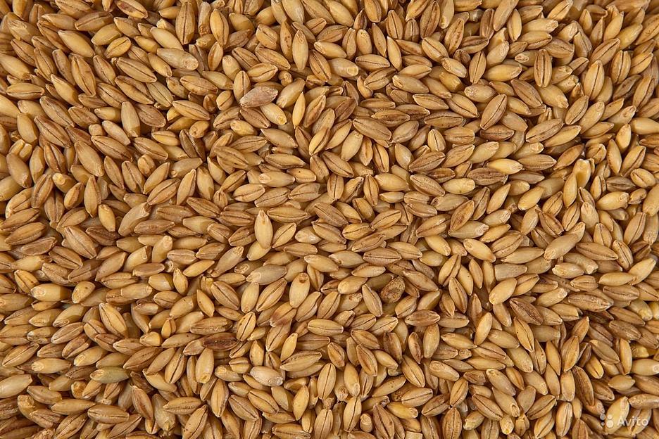 Ячмень кормовой фото 1