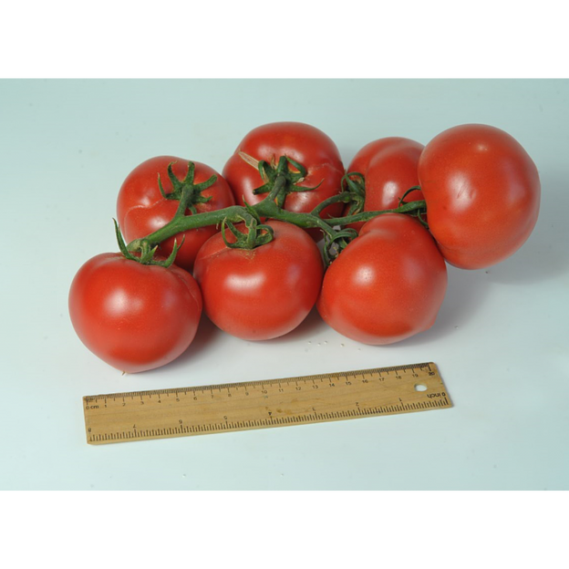 Семена томатов F1 «Пантера» опт фото 4