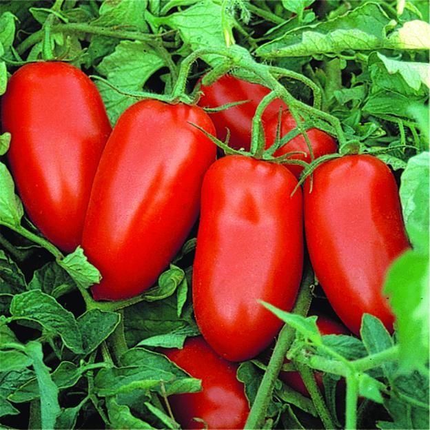 Семена томата детерминантного Seminis «Пулрэкс» F1 опт фото 1