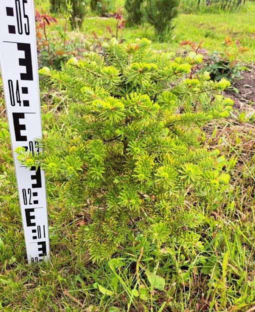 Голубая ель «Глаука» новогодняя живая до 0,5 м фото 1