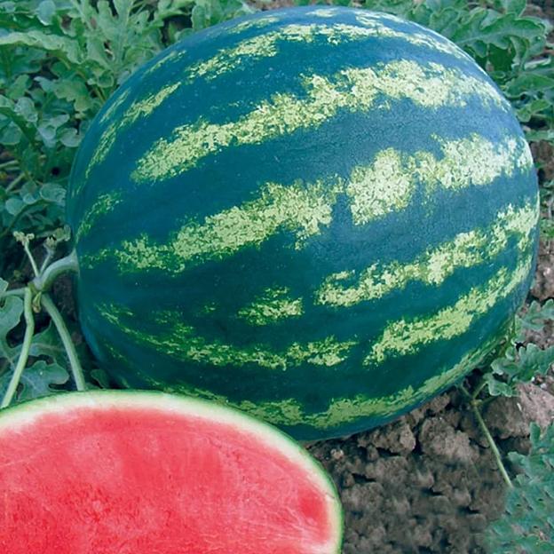 Семена арбуза Бонта F1 Seminis 1000 семян ОПТ фото 4