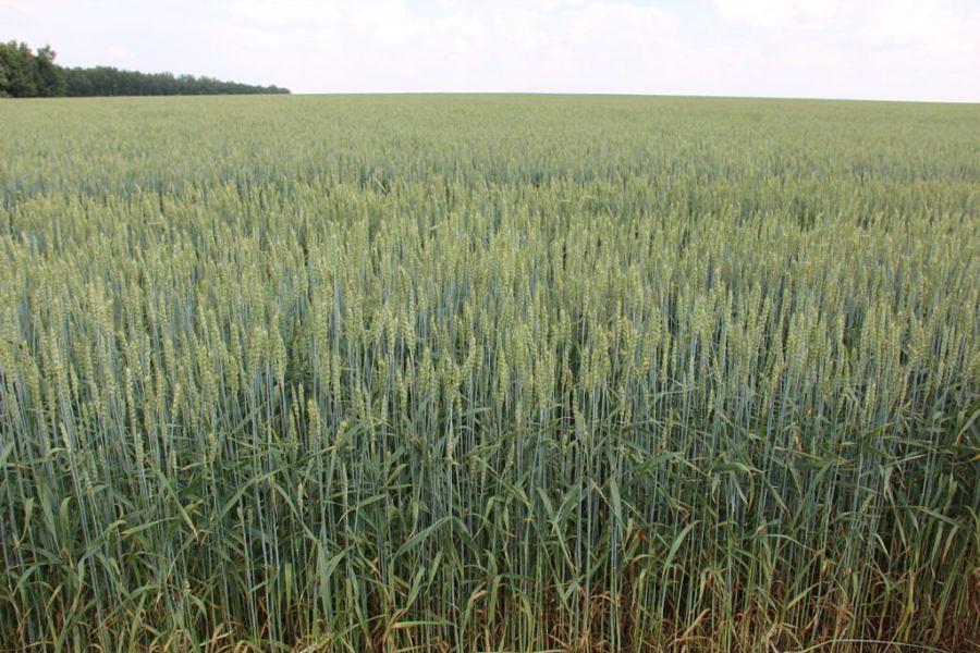 Семена яровой пшеницы «Дарья» ЭС опт фото 1