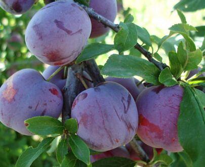 Саженец сливы НФ-00001033 фото 2