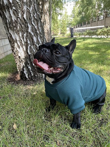 Одежда для животных Аtiarella Рets толстовка без капюшона, размер 23, опт фото 1