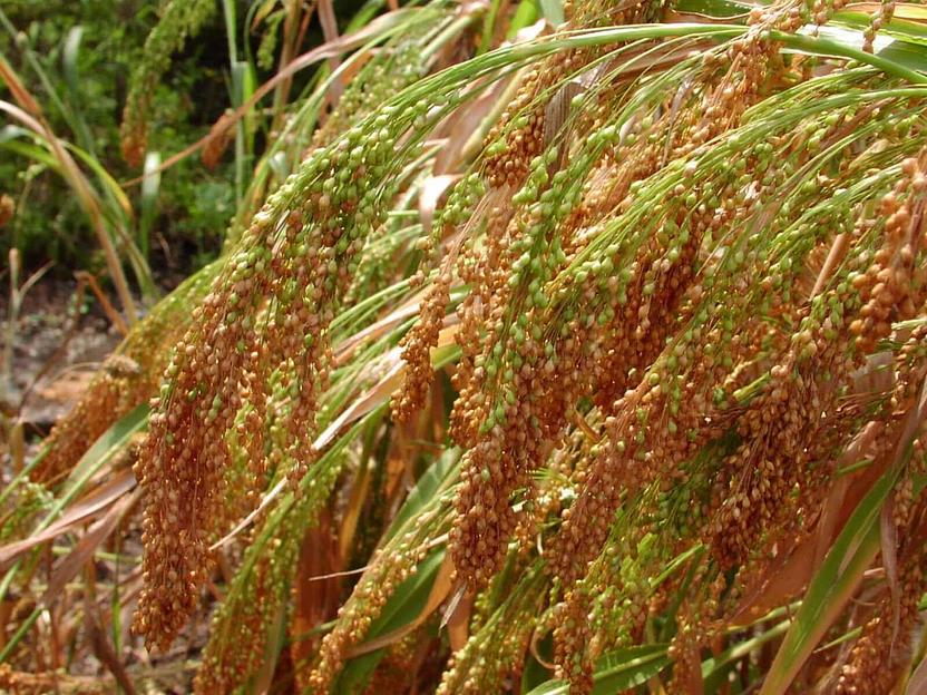 Семена проса «Золотистое» РС-1 опт фото 1