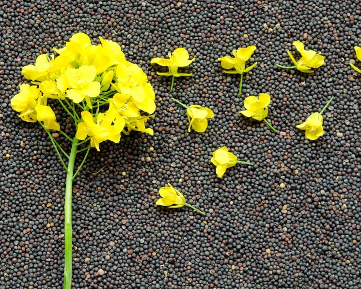 Семена рапса «Юлдаш» элита фото 1