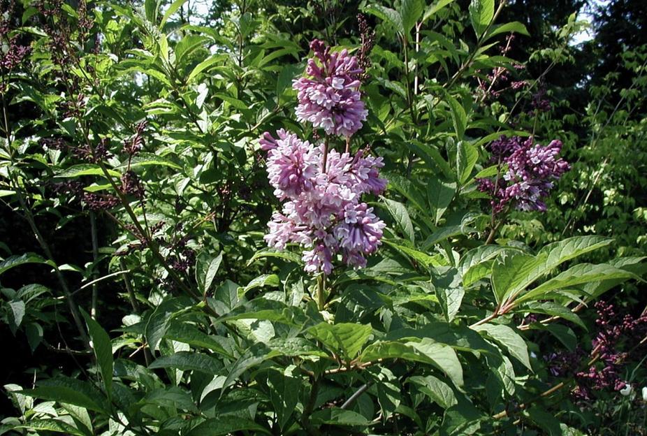 Саженцы кустарника Сирень Венгерская фото 1