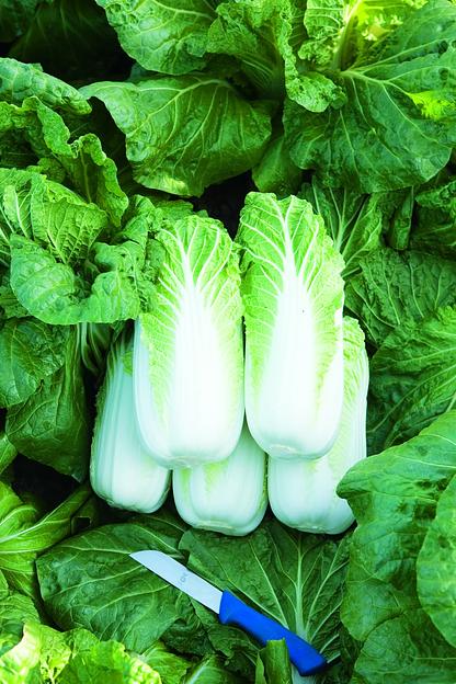 Семена капусты пекинской Билко F1 Bejo Zaden 2500 семян ОПТ фото 1