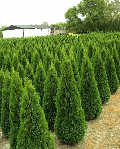 Туя «Смаргард» новогодняя живая 1-1,5 м фото 1