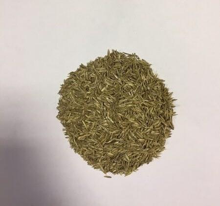 Семена Фестулолиума «Вик 90 РС-1» опт фото 1