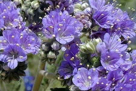 Семена фацелии «Рязанская» опт фото 1