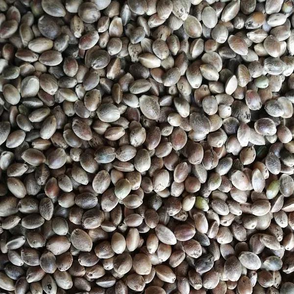 Семена конопли технической опт фото 1