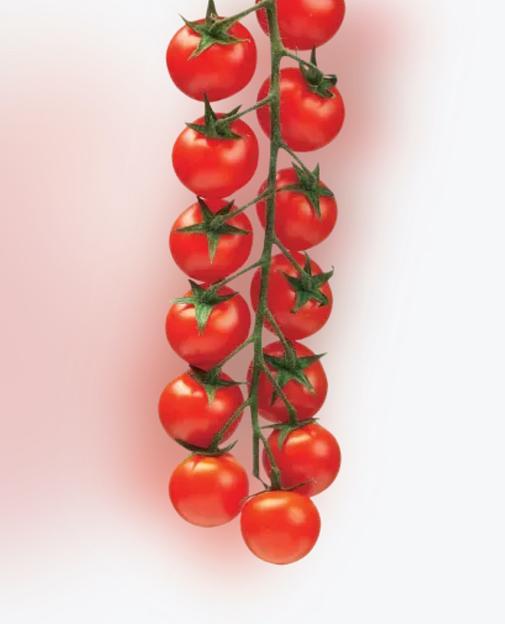 Томат черри премиум красный лоток 250 г ОПТ фото 4