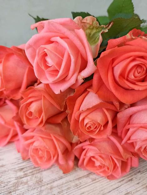 Розы сорта Жиардина ОПТ фото 2