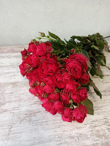 Розы сорта Скарлет Дайменшен ОПТ фото 3