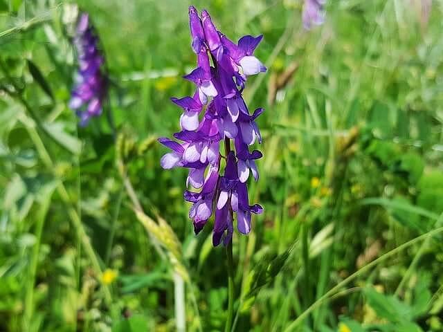 Семена «Вика озимая» опт фото 1