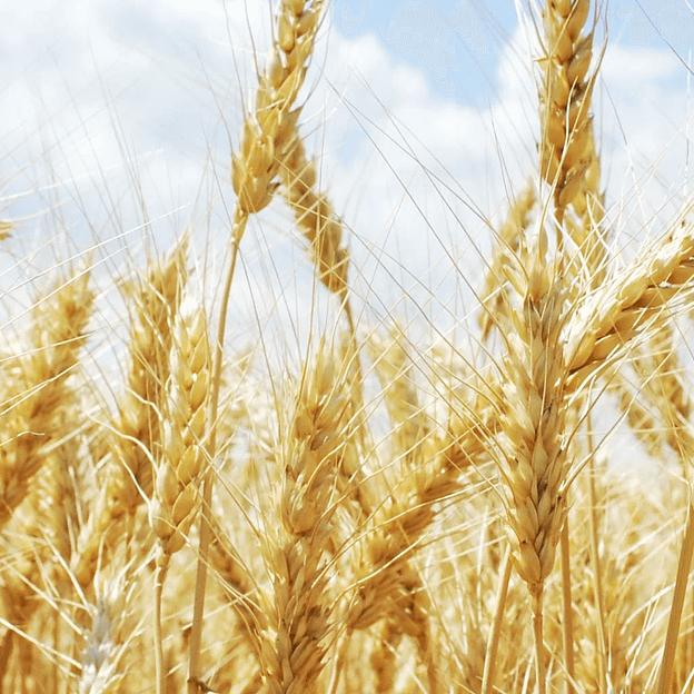Пшеница «Марина» ОПТ фото 1