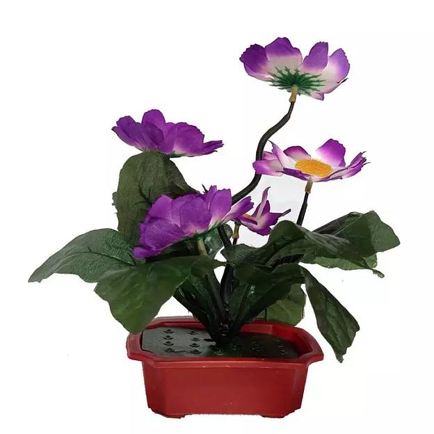 Цветы в горшке 5 ромашек с густой листвой фото 5