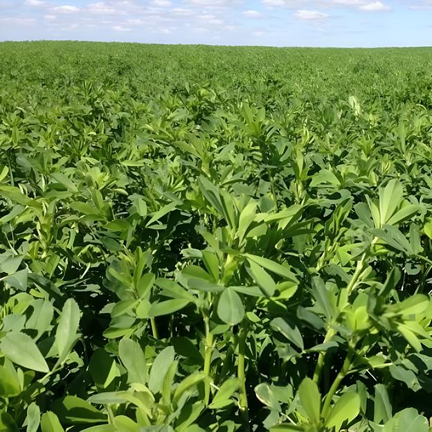 Семена люцерны «Abel Bilensoy 80» (Абель Биленсой 80) фото 1