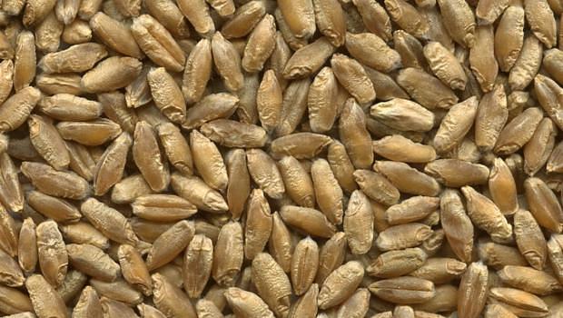 Посевные семена пшеницы сорт Амелия фото 1