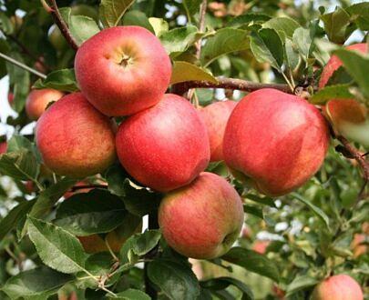 Саженец «Яблоня М-9» фото 3