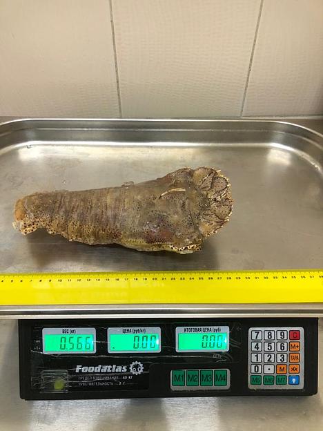 Песчаный лобстер замороженный фото 8