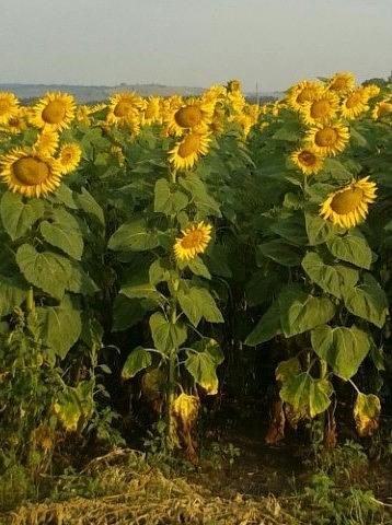 Семена подсолнечника Орлан фото 1