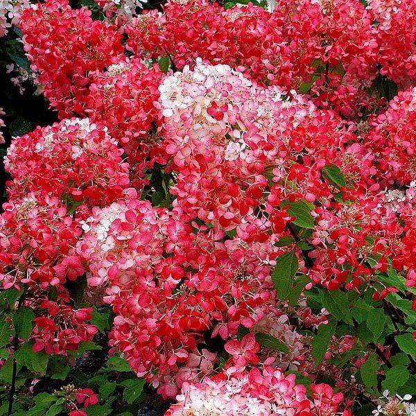 Гортензия метельчатая (Hydrangea paniculata Diamand Rouge) 40-60см опт фото 1