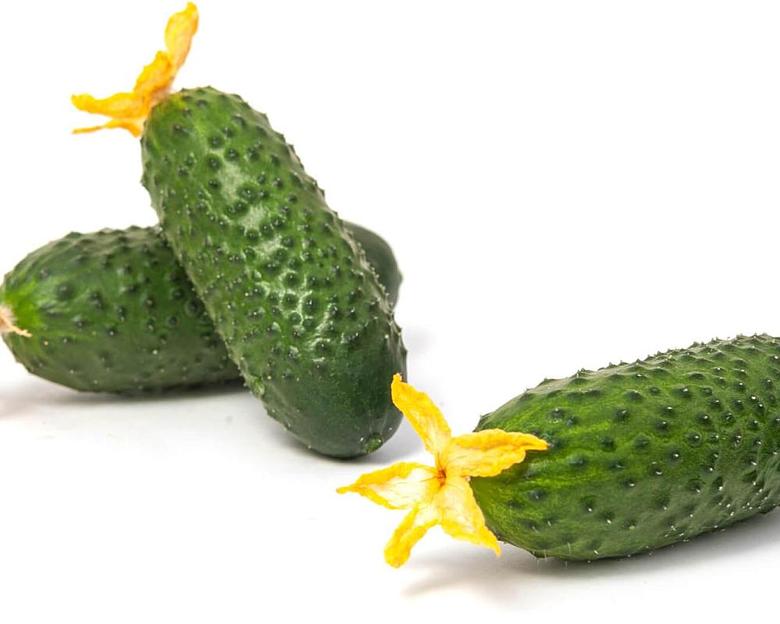 Профессиональные семена огурца F1 «Смарт» опт фото 3