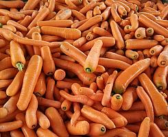 Морковь 2 сорт фото 1