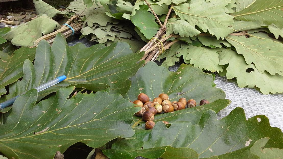 Веник дубовый для бани дуб Дентата особокрупнолистовой фото 2