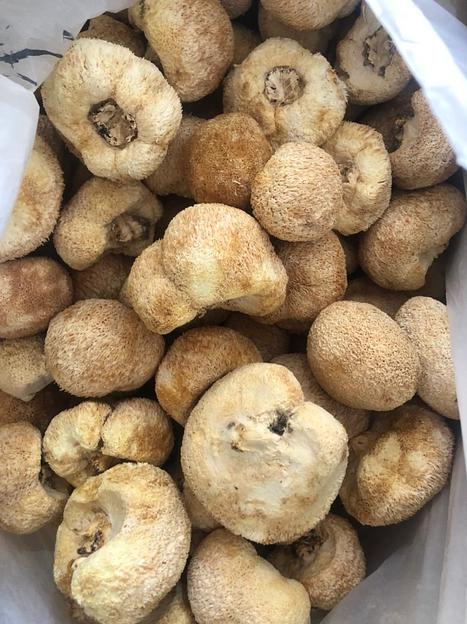 Ежовик гребенчатый опт фото 3