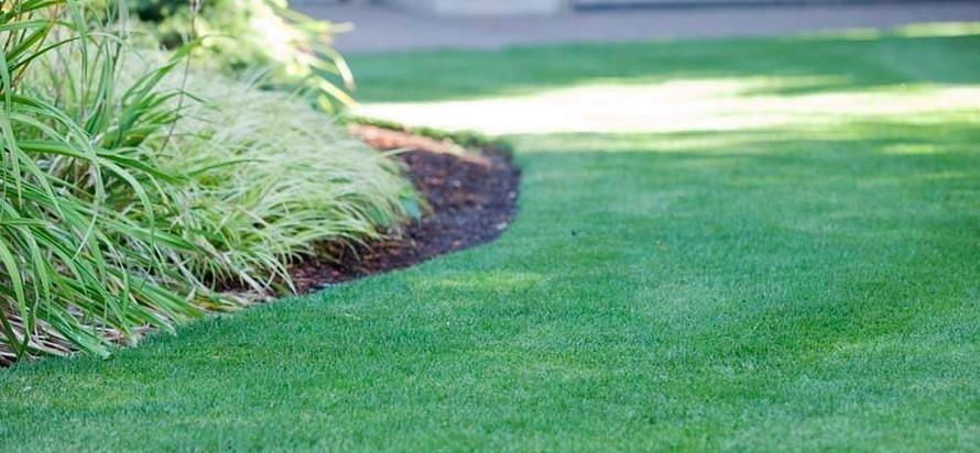 Трава газонная «Овсяница жесткая (измененная)» ОПТ фото 1